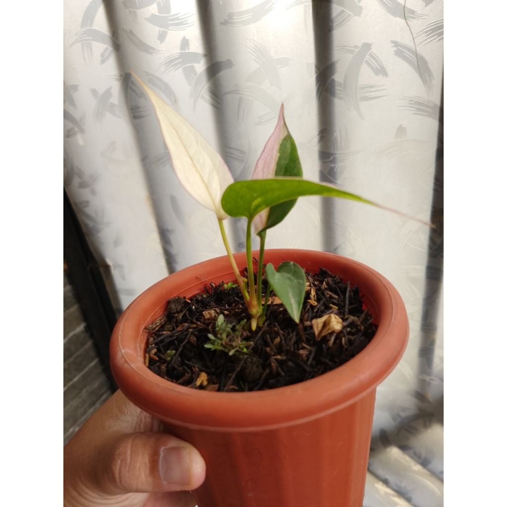 anthurium obor varigata pink