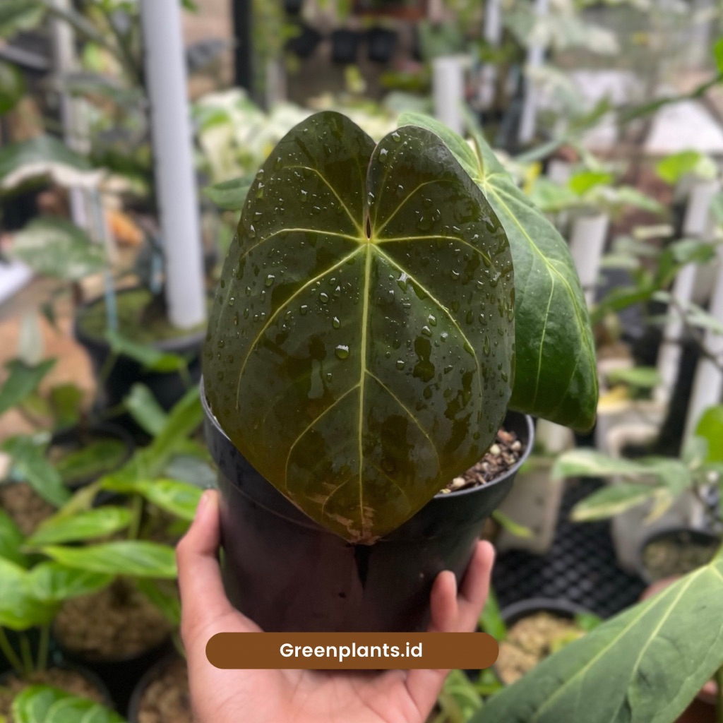 Tanaman Hias Anthurium Desleri Kuping Gajah Dark Variant