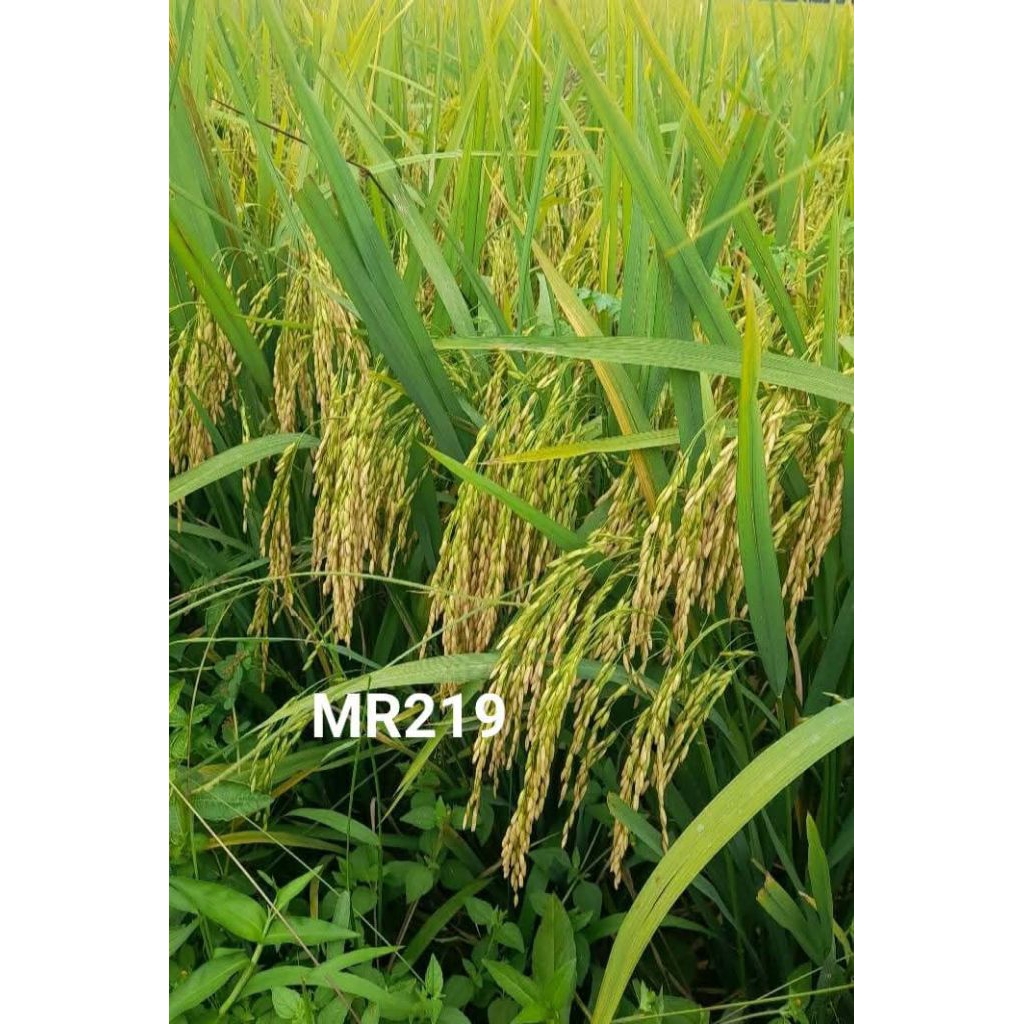 1kg benih padi mr 219 super bibit unggul siap tanam