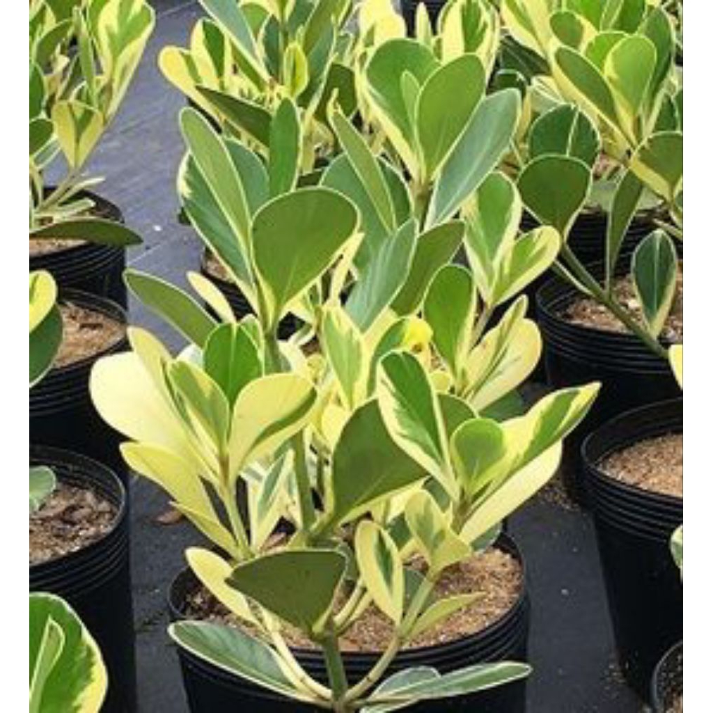 Bibit Manggis Hias Langka Eksotik Varigata 100% Original Cocok Dalam Pot Outdoor Indoor