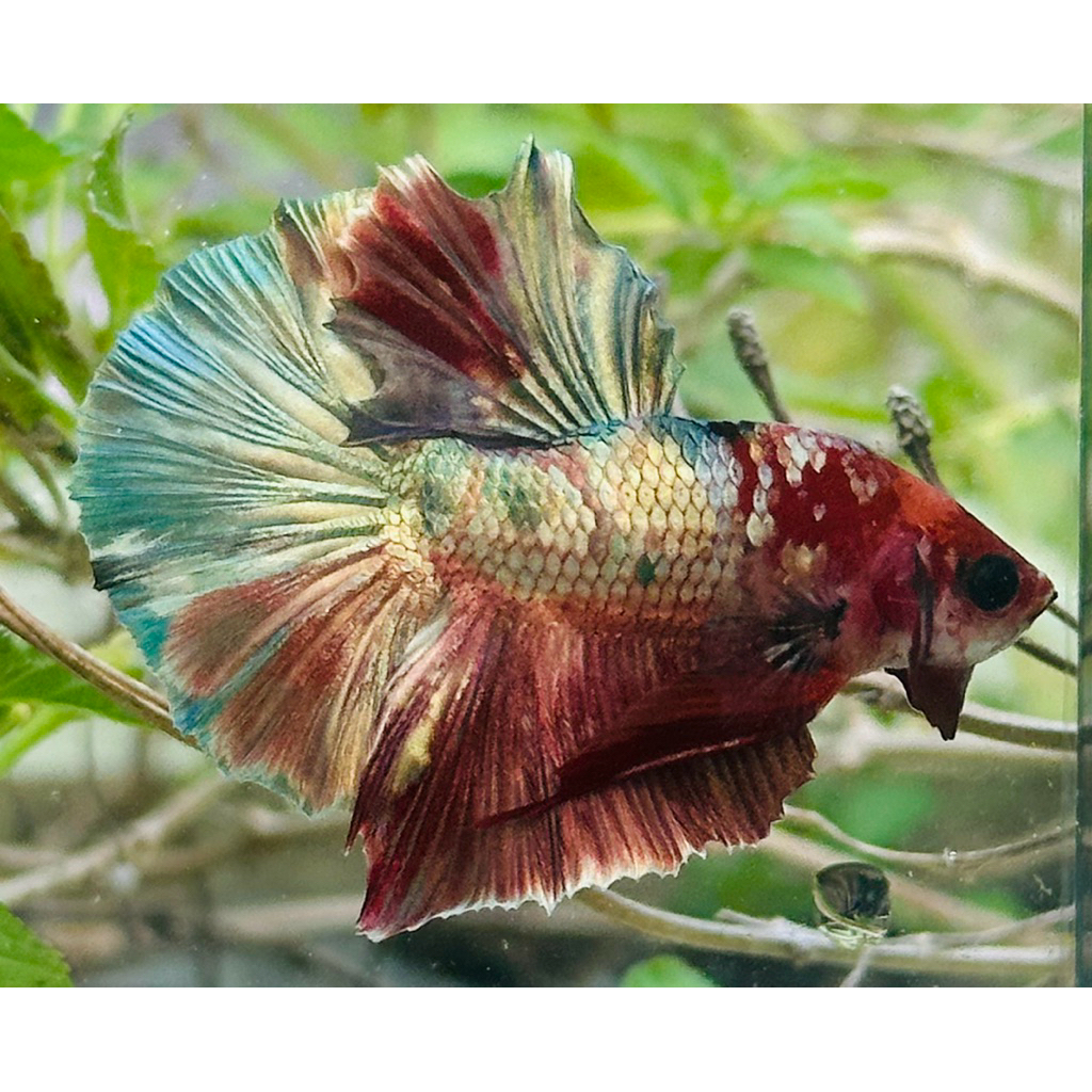 HMPK Nemo Copper Kode HMPK-13 - hiasan aquarium