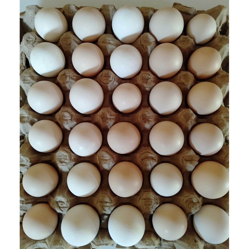 Telur ayam kampung petelor Elba FERTIL BERGARANSI  / Telur Elba /Telur fertil