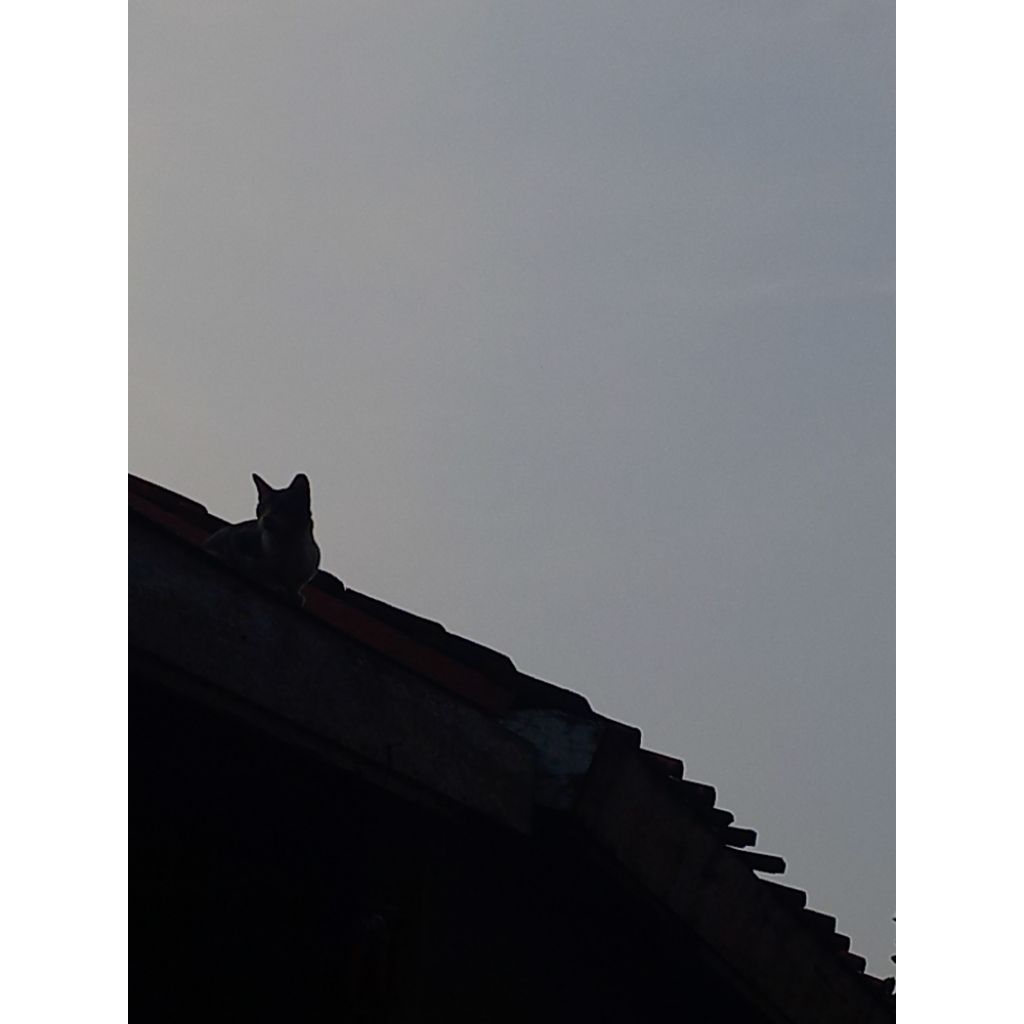 preloved novel wattpad