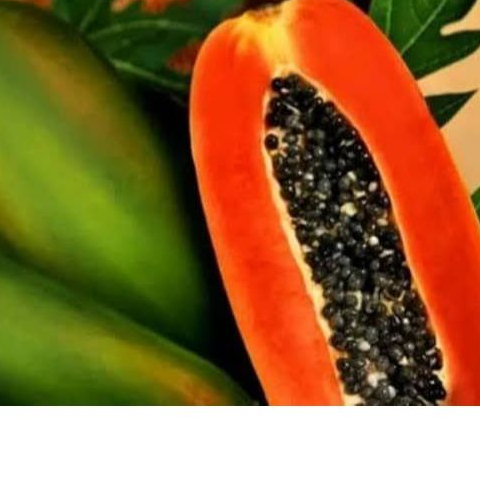 Bibit Pepaya Hawai Madu Unggul | Bibit Tanaman Pepaya Hawai Unggul Jaminan Panen