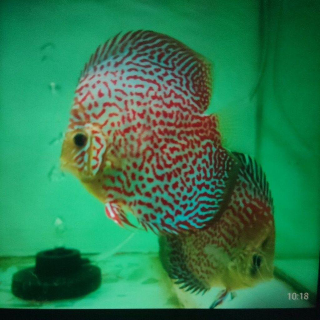 Ikan Hias Akuarium Discus Leopard Snake Skin 5in