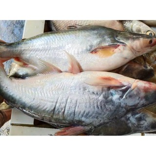 Ikan Patin Segar Hidup bisa dipotong sesuai request per kilo