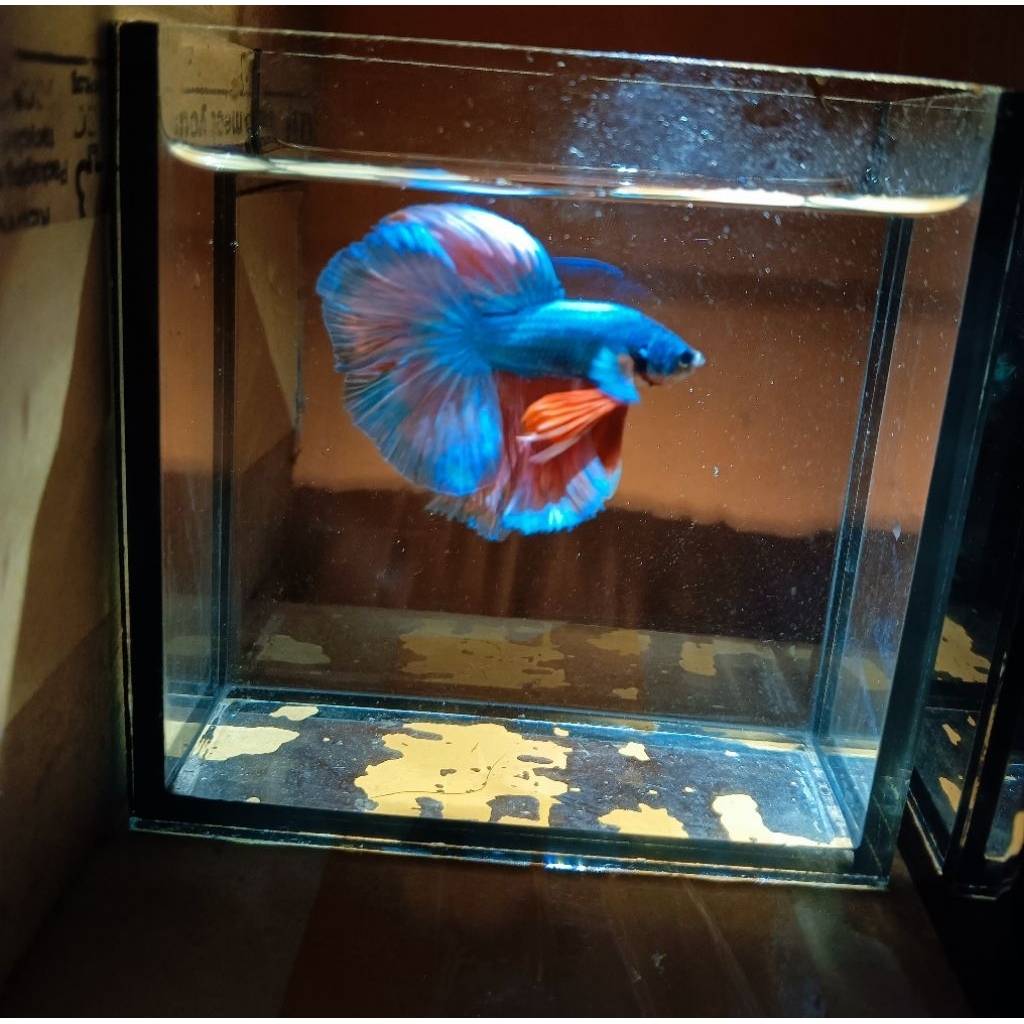 Hiasan aquarium sepasang cupang halfmoon siap kawin