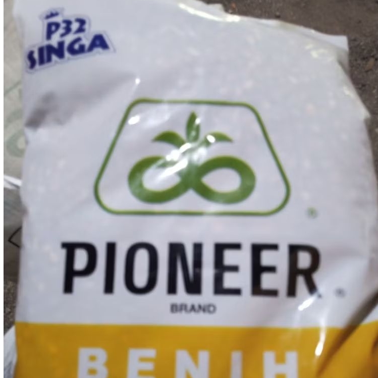 Benih jagung Pioner p32 singa 5kg