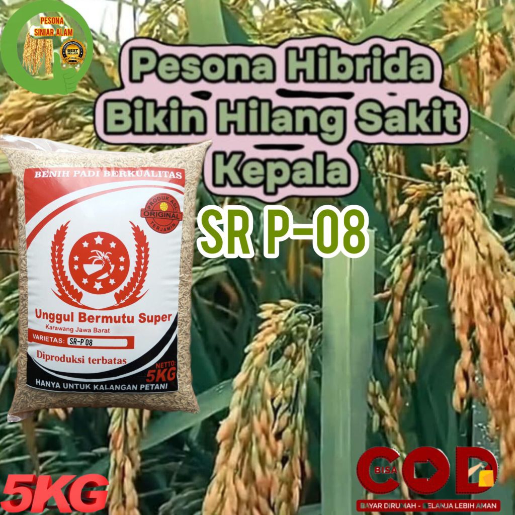 BIBIT PADI SR P-08 SUPER 5KG BERKUALITAS ISTIMEWA