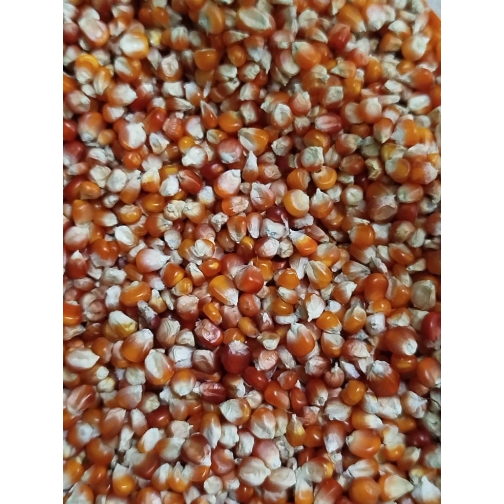 jagung madura|jagung kecil|jagung pakan ayam|burung/merpati|jagung sedang bersih siap pakai|