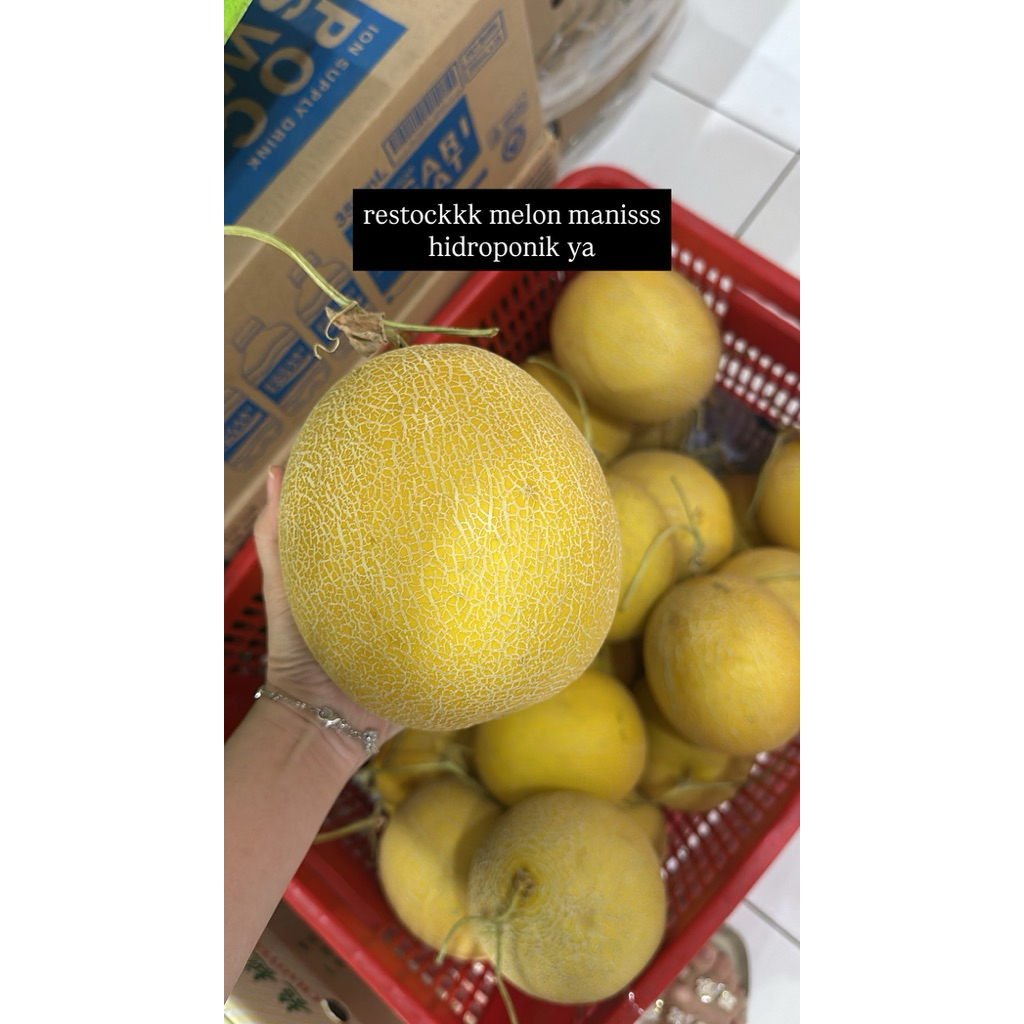 buah melon mini hidroponik golden sunpride  honey globe sweet honey manis brix 14-17 manis honeydew 