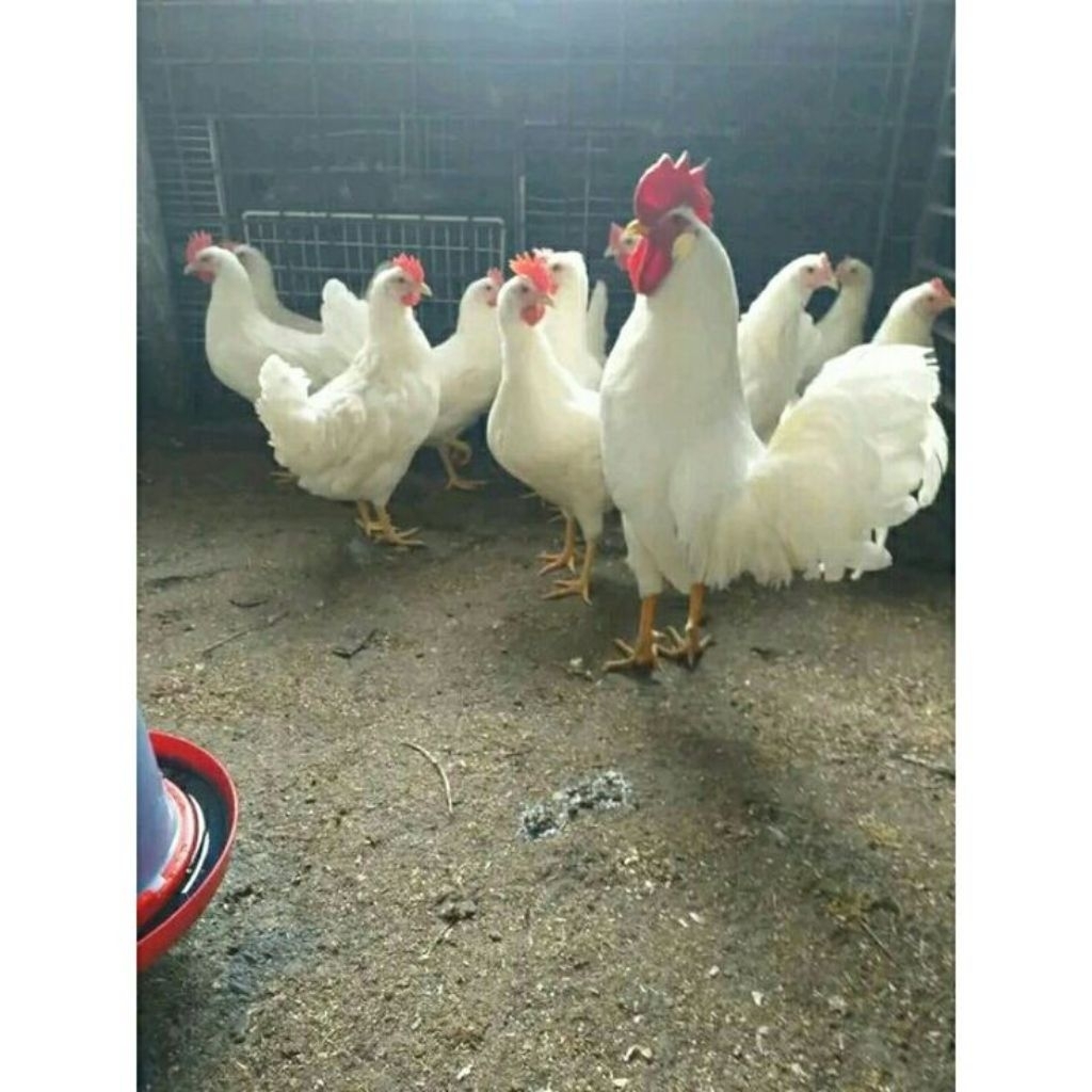 TELUR AYAM WHITE LEGHORN