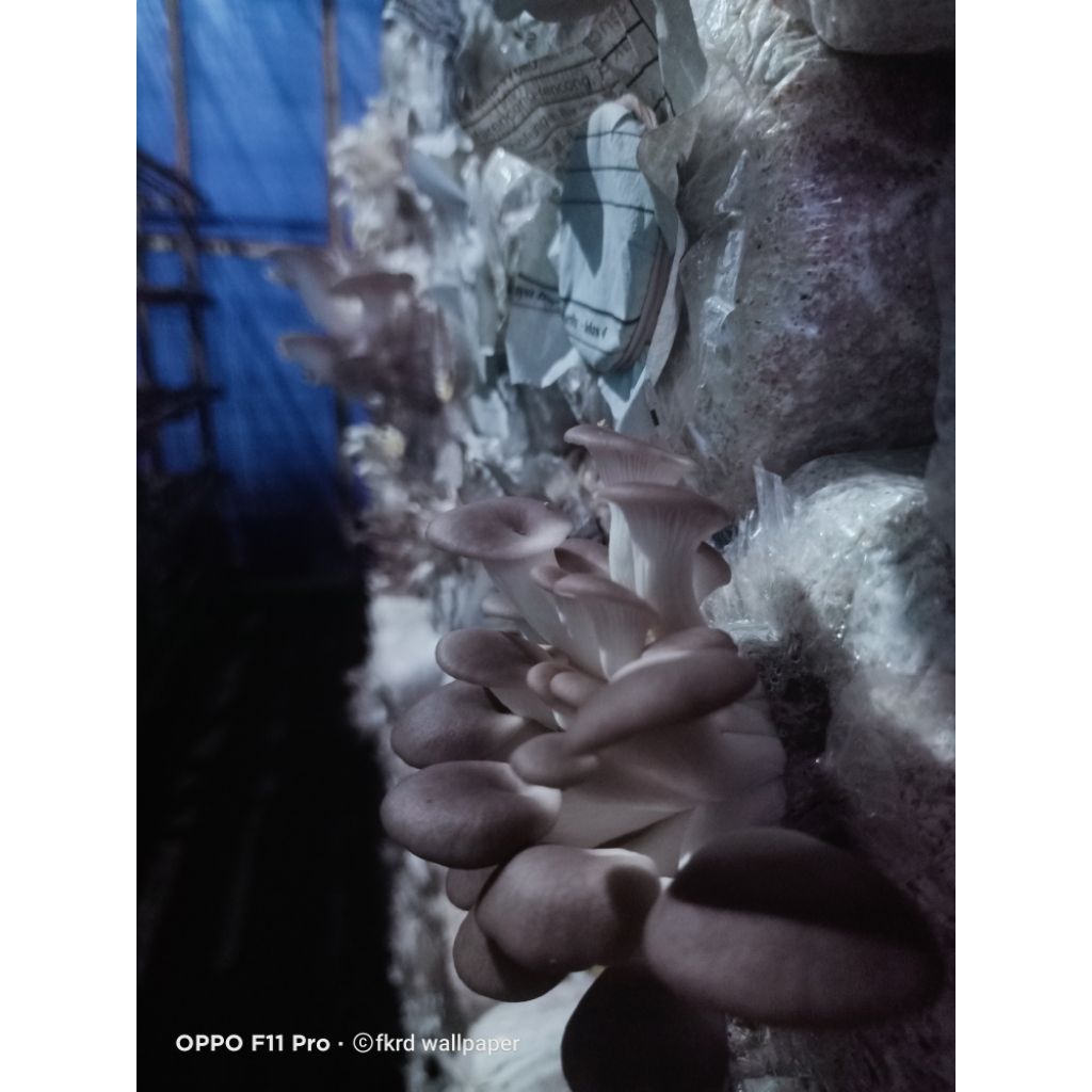 bibit jamur tiram coklat F2