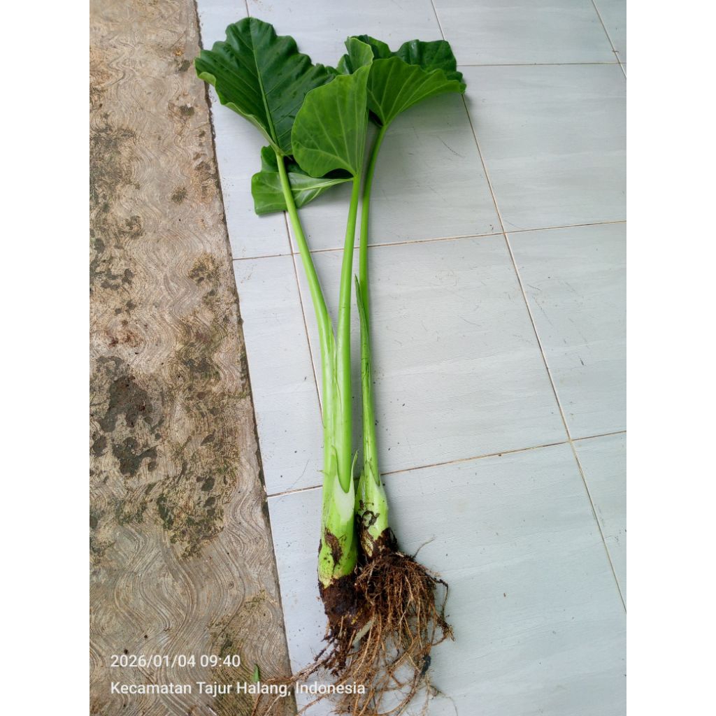 Pohon Talas / sente daun hijau