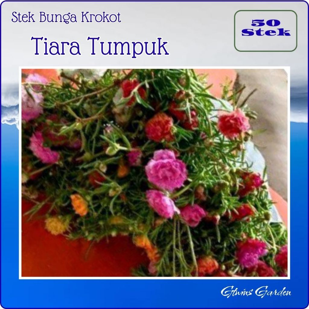 50 Stek Random Bibit Bunga Krokot Tiara Tumpuk Mossrose Warna Warni