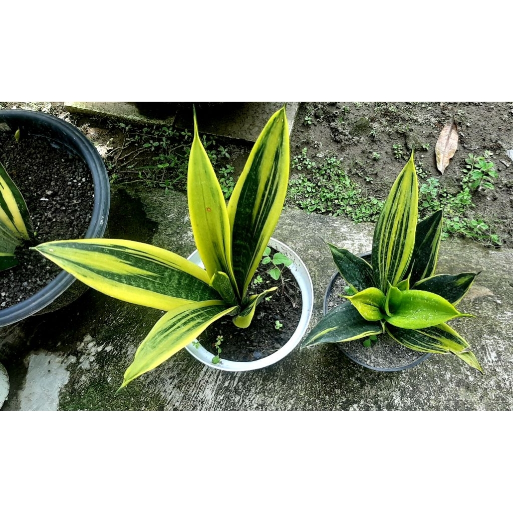 Tanaman Sansevieria // Sensivera Golden Flame