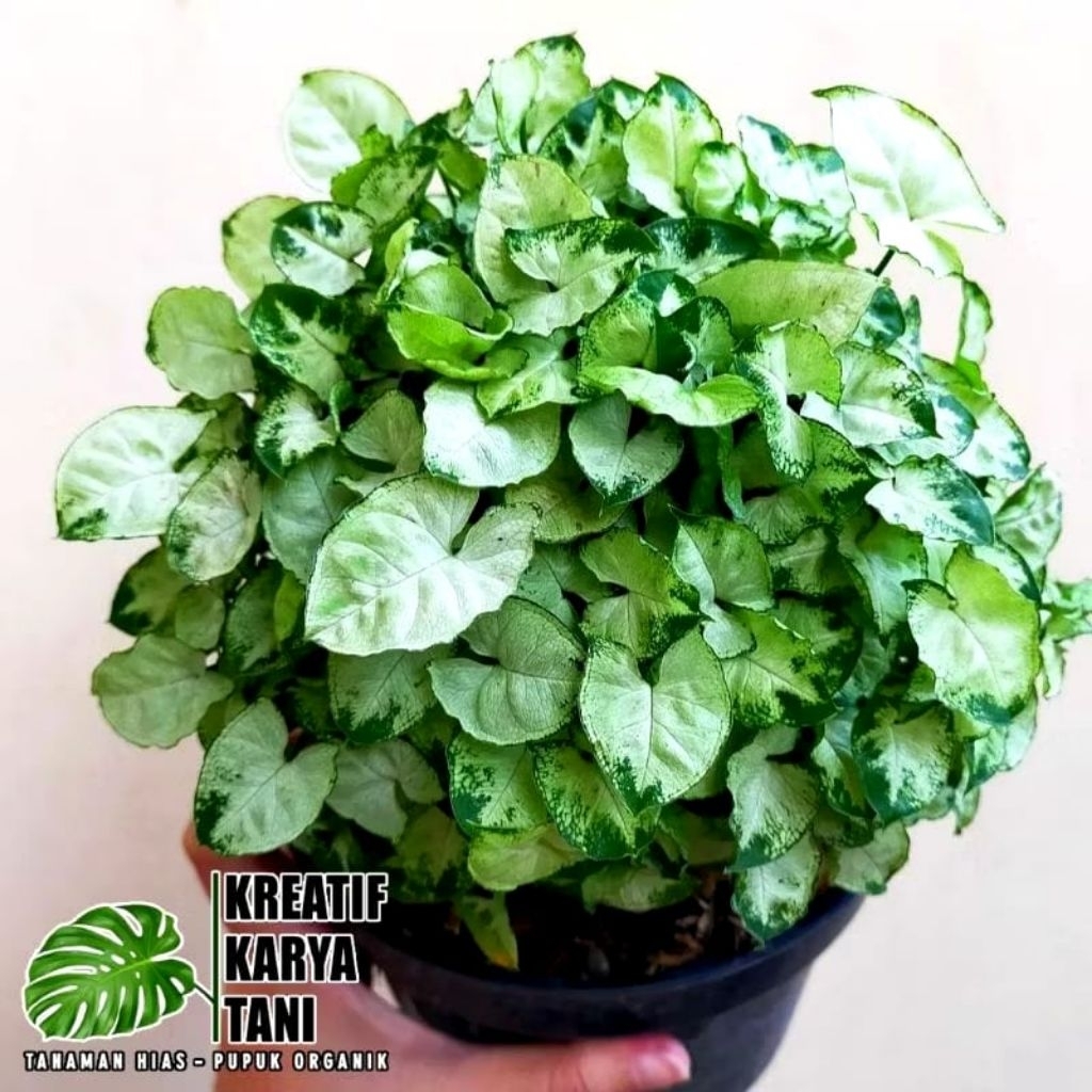 Tanaman hias syngonium mini pixie - Syngonium mini