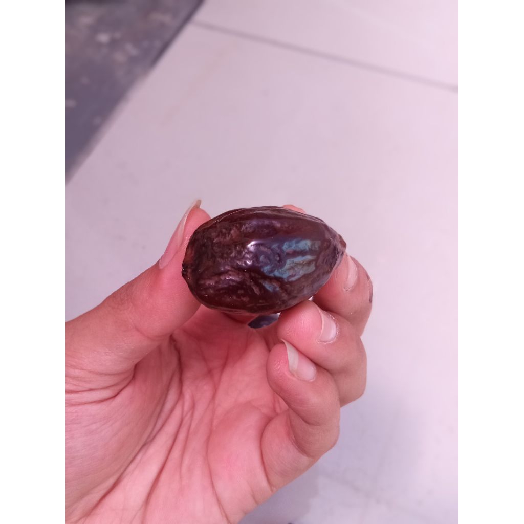 muncang adu Mantili super siap adu