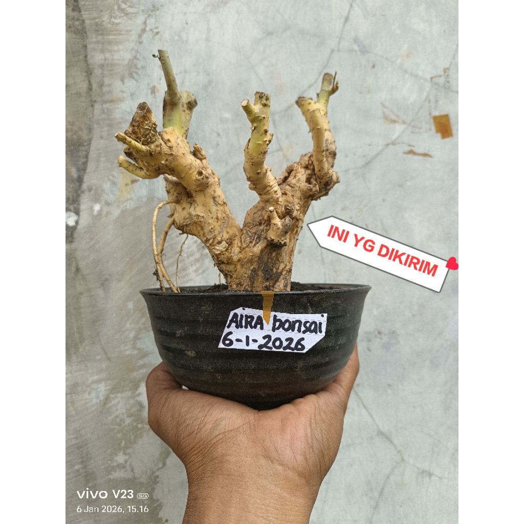 bahan bonsai serut dongkelan