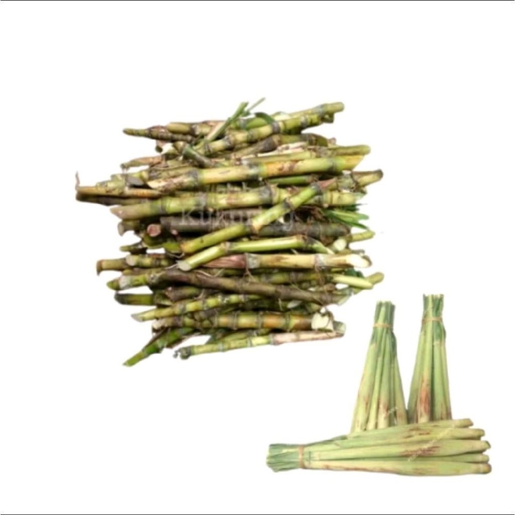 Bibit Tebu Telur / Bibit Tebu Ikan 20Batang