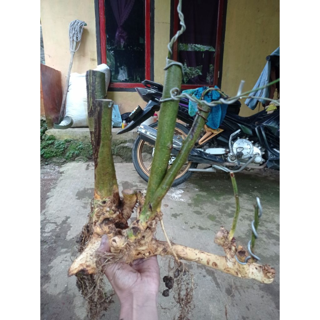 Bahan bonsai serut rapp small