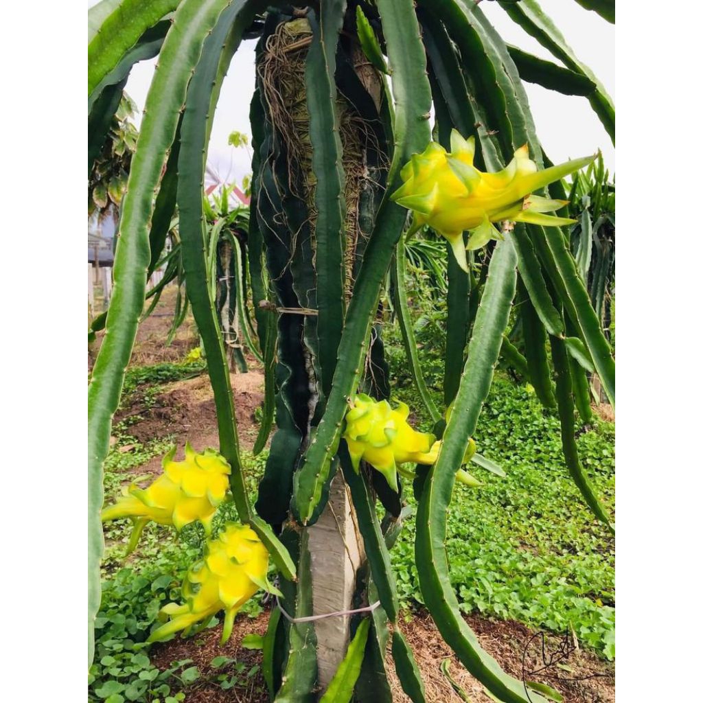 Tanaman Buah Naga Kuning Berakar / Pohon Buah Naga Super / Bibit Buah Naga Super