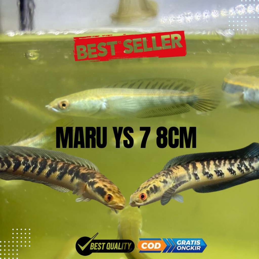 Ikan Hias Air Tawar Channa Chana Cana Maru YS Yellow Sentarum Chana Cana Maruliodes Ys Garansi Kuali