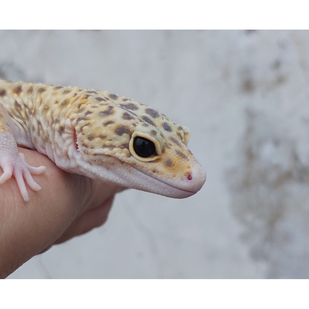 (3) GECKO LEOPARD DEWASA, INDUKAN, SEHAT