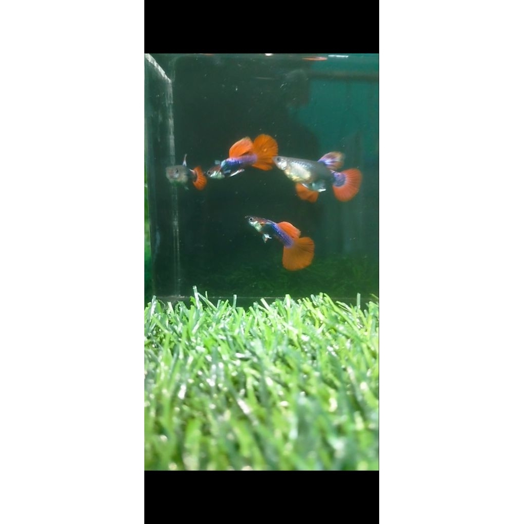 Hiasan aquarium guppy hb red