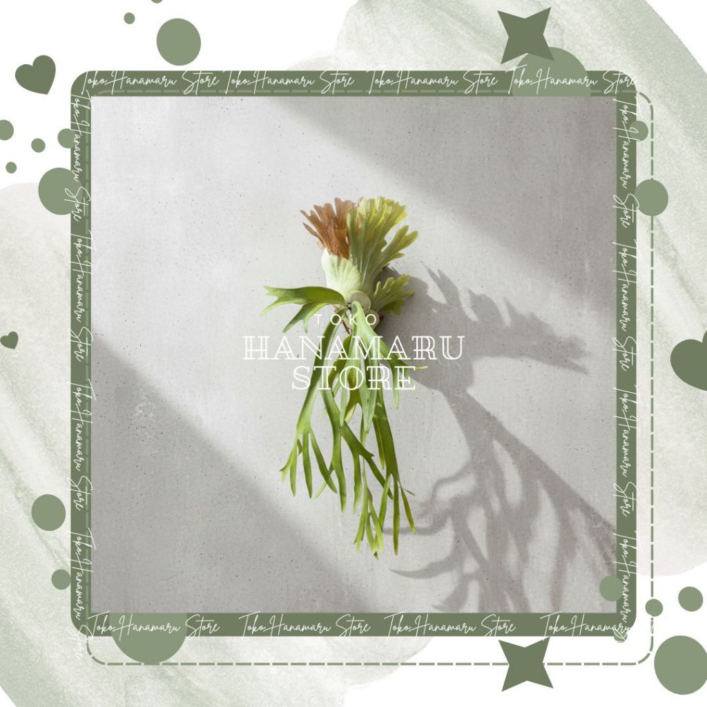 Kadaka Tanduk Rusa Real Pick Tanaman Kadaka Tanduk