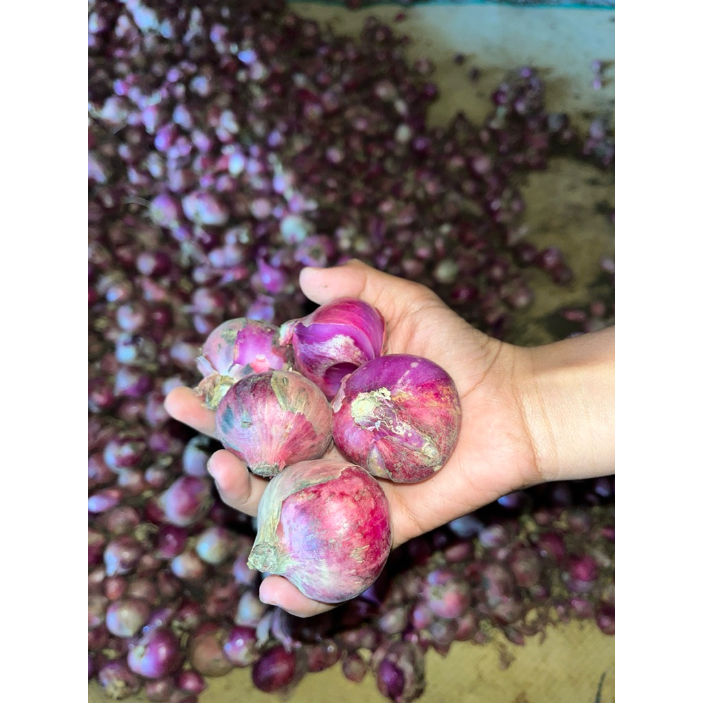 BAWANG MERAH JUMBO