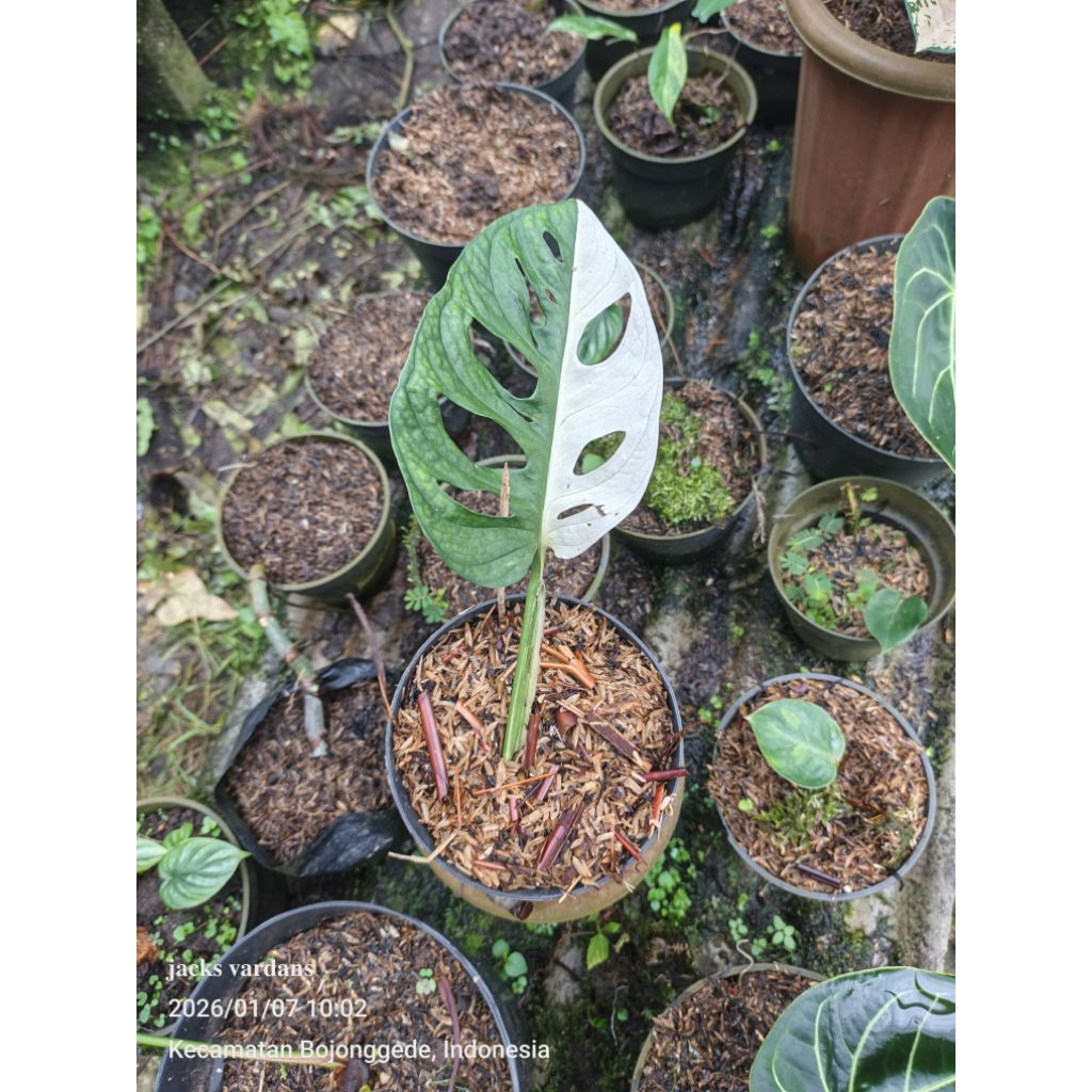 Tanaman janda bolong varigata Asli