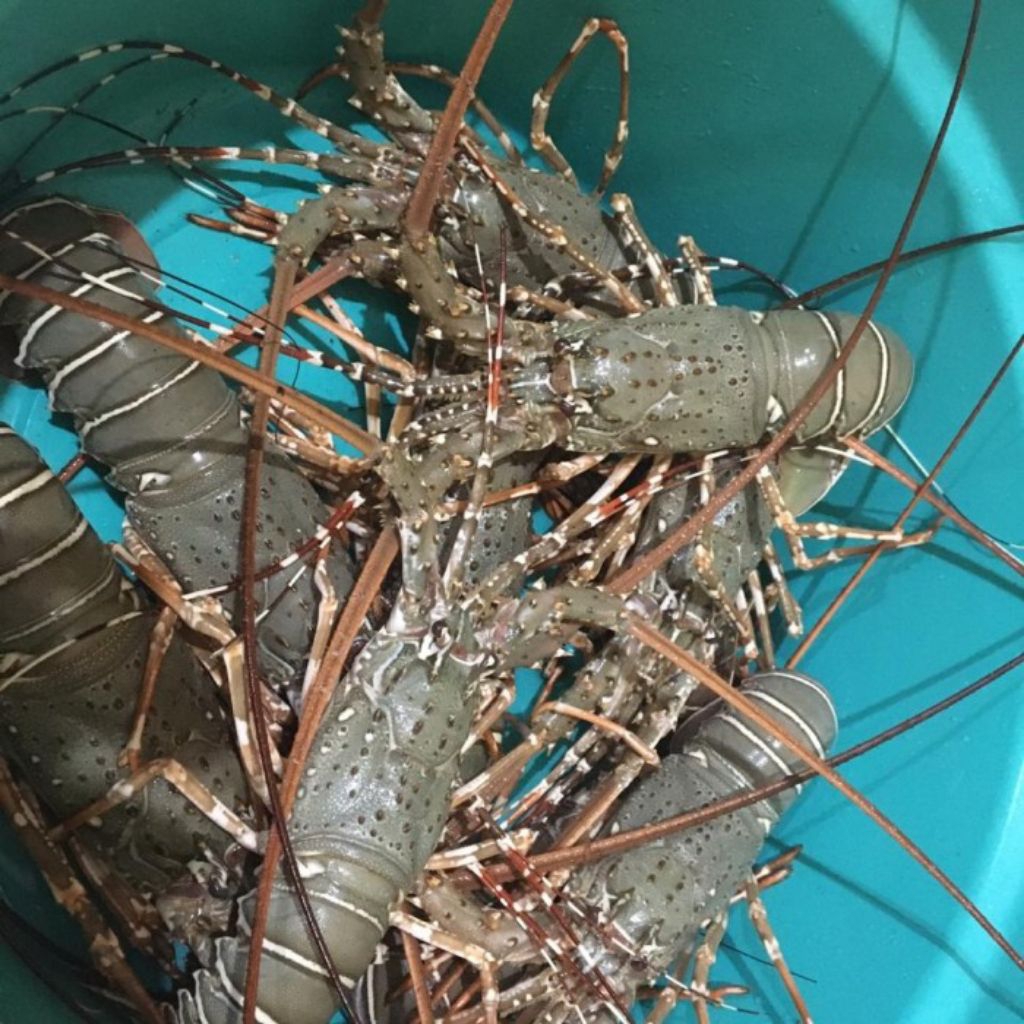 LIVE SEAFOOD  LOBSTER PAKISTAN HIDUP