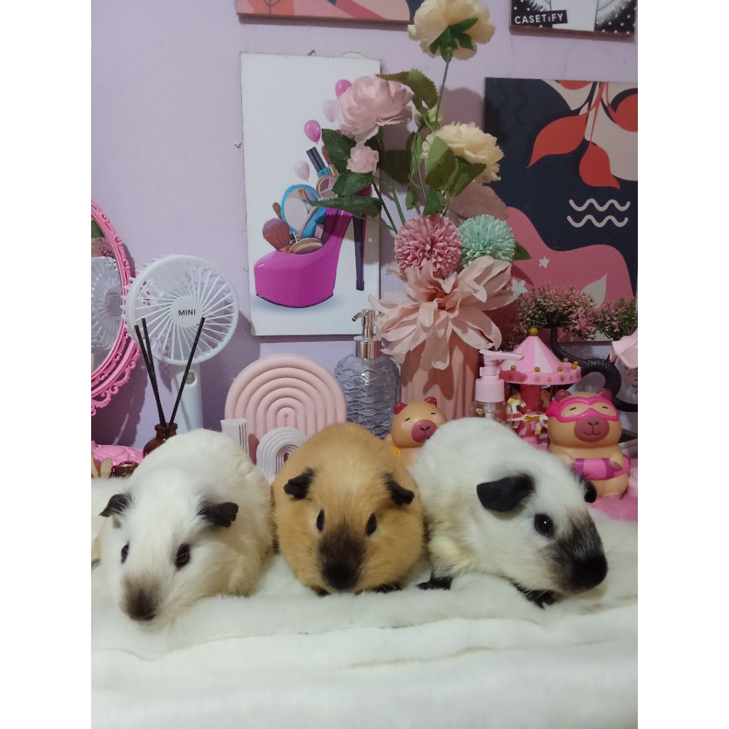 Marmut California Jantan Guinea Pig Marmut Hias