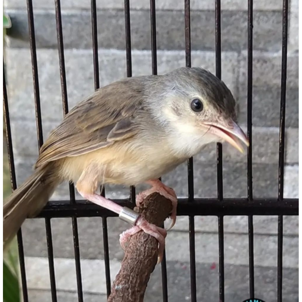 ciblek gunung jantan cigun bunyi rawatan