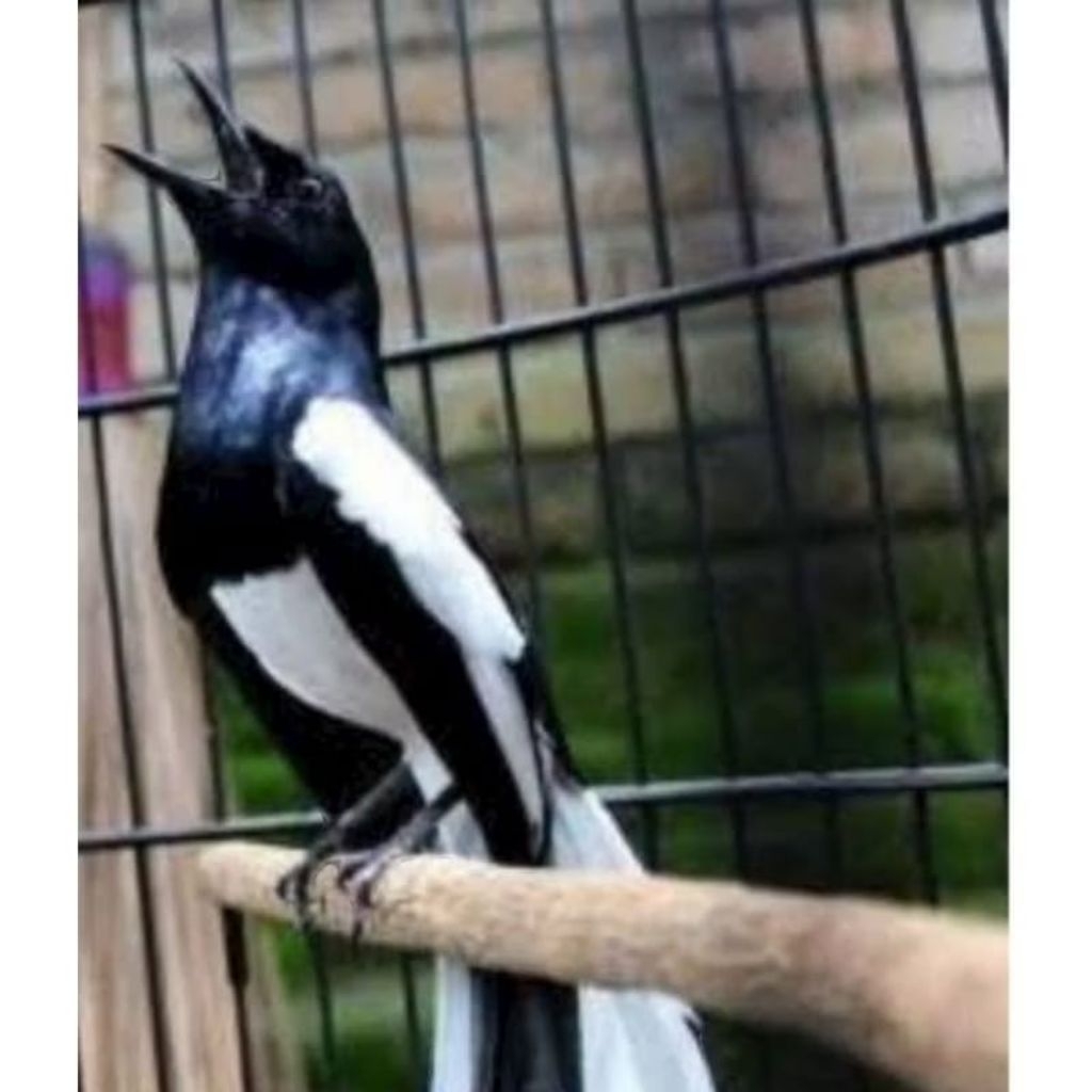 BURUNG KACER DAPUT GACORAN rawatan