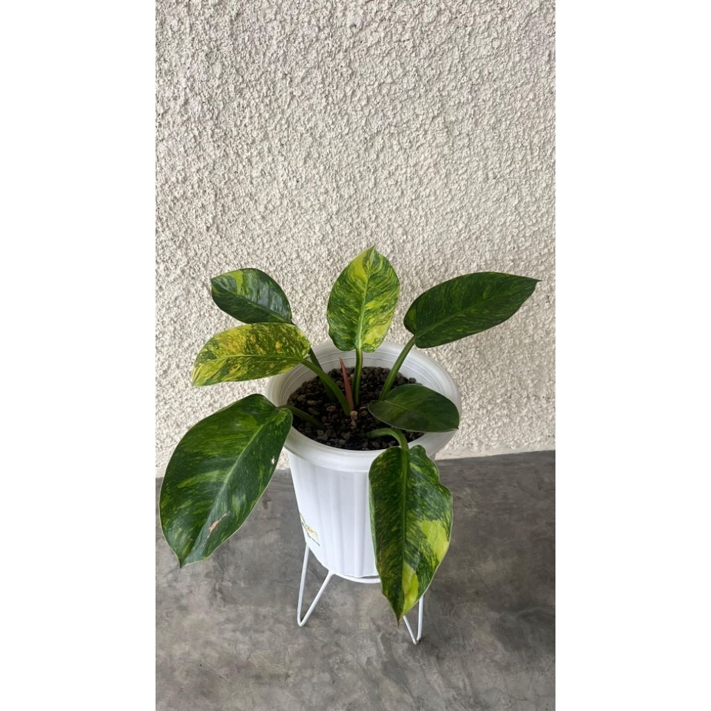 Philo Green Congo Marble