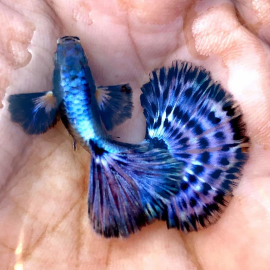 promo terlariss// ikan Guppy paket5pasang galaxy blue ivory mozaik -- hiasan aquarium elegan