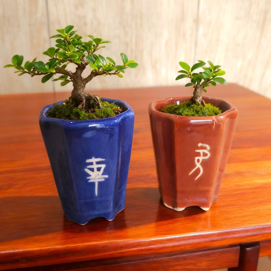 Pot Keramik Bonsai Shito Sascade Lukis Mame - Pot Keramik Pohon Bonsai Motif Lukis Kekinian - Perlen