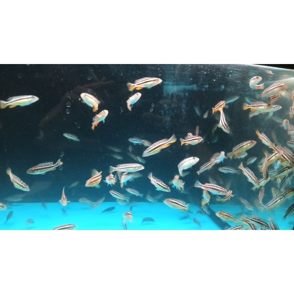 Siklid (Niasa)(Khusus Gojek)