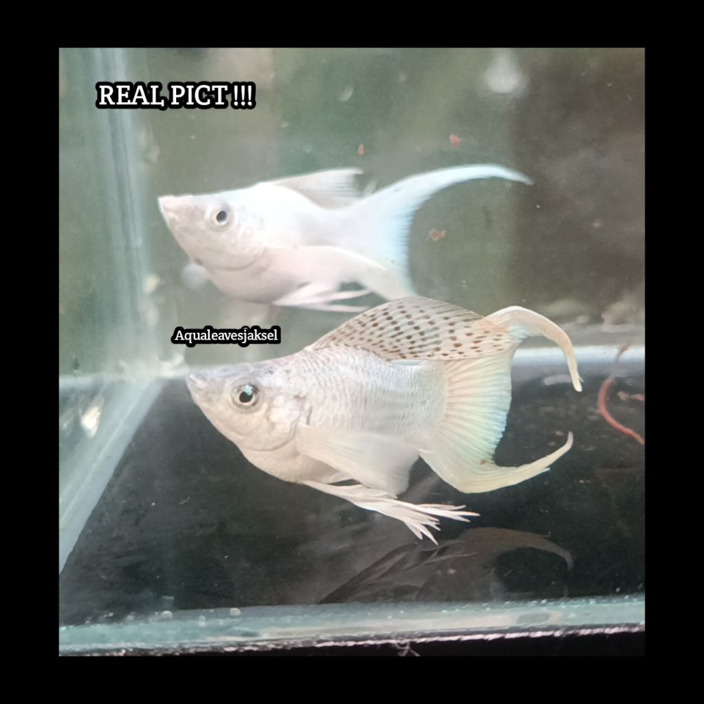 ikan molly platinum balon lyretail ribbon per ekor