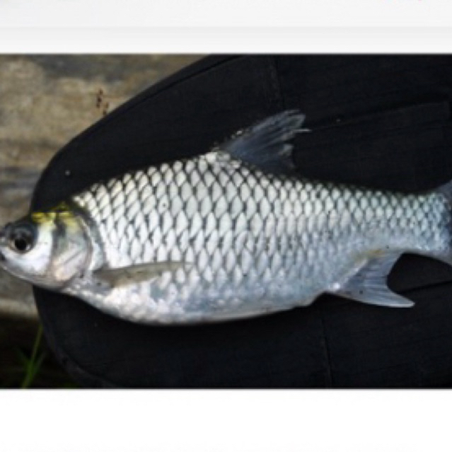 Bibit ikan tawes 4 jari full sehat berkwalitas