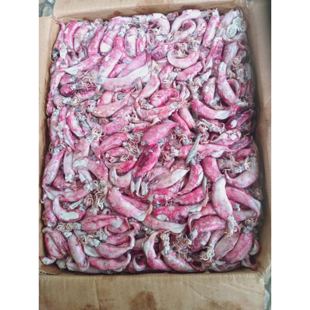 CUMI ASIN SUPER JARUM