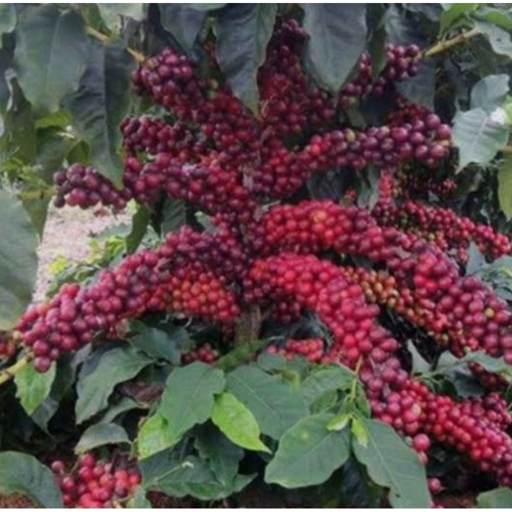 PROMO GABAH/BIBIT KOPI ARABIKA GARUT ASLI