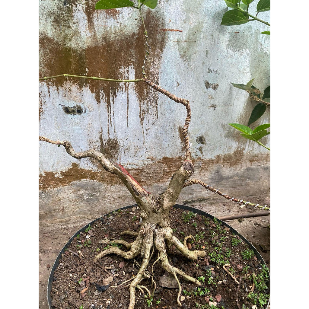 bahan bonsai sancang programan akar keliling