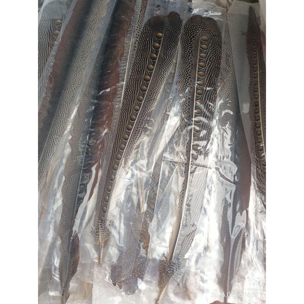 TERMURAH [ COD ] BULU RUAI/JUAI/HARUAI aksesoris ASLI KALIMANTAN etnik dayak kesenian hiasan kepala 