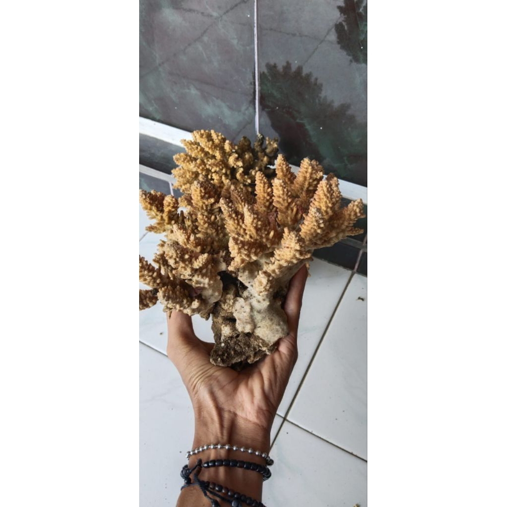 hiasan akuarium batu permata Marjan putih asli natural