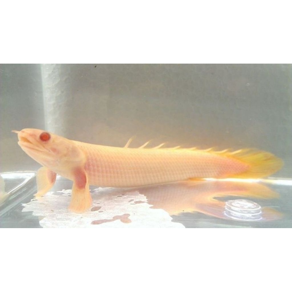 HIASAN-SENEGALUS ALBINO/PALMAS ALBINO/HIASAN AQUARIUM-paket isi 5 ekor