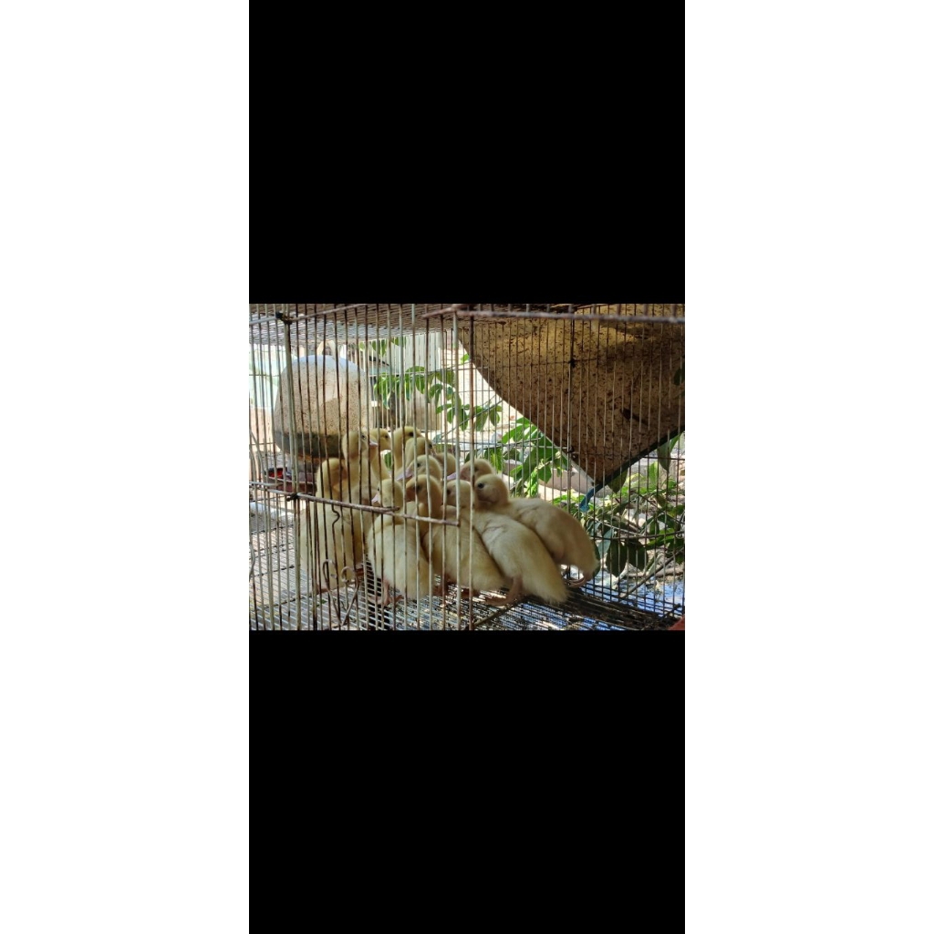 anak mentok/bebek/minti  rambon jali