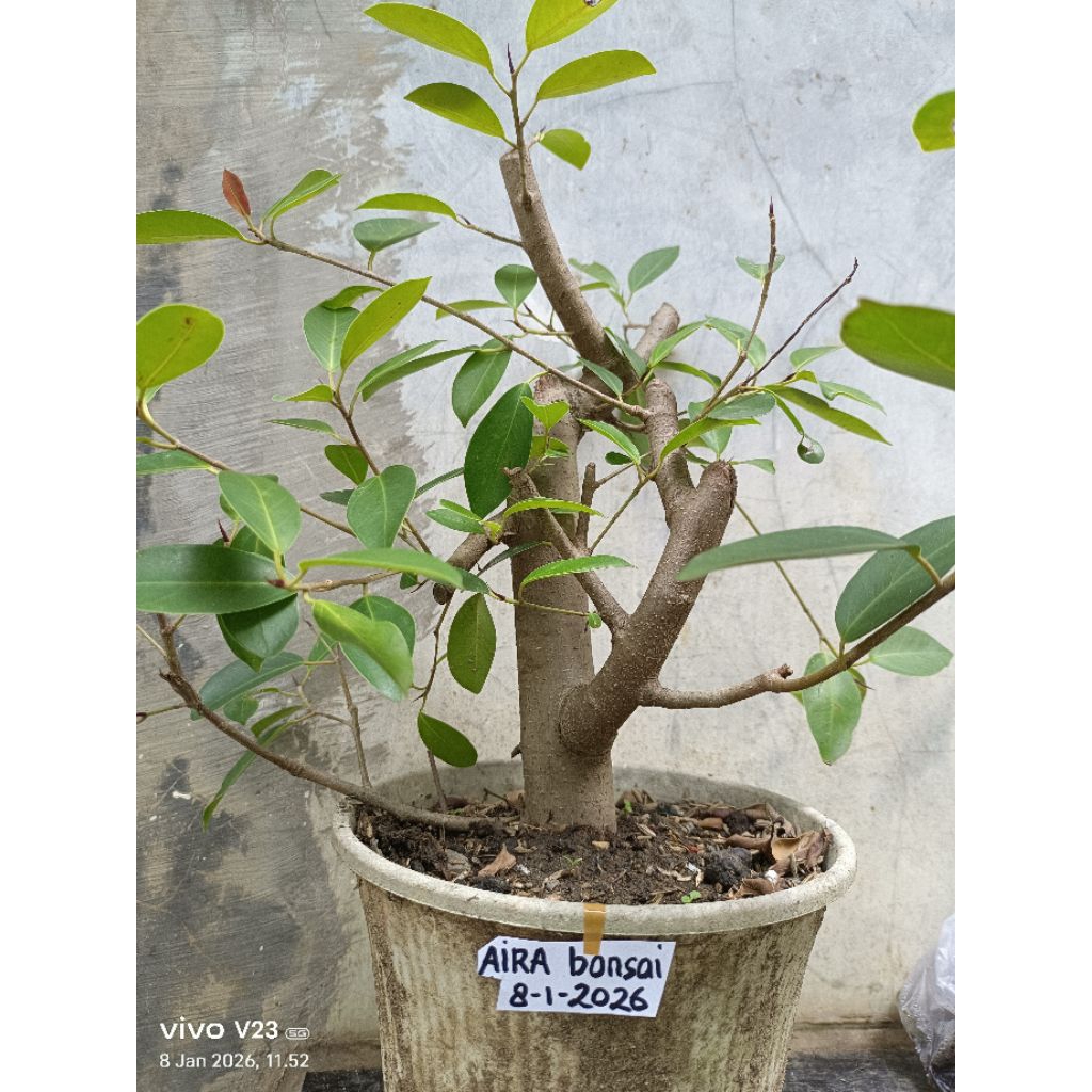 bahan bonsai iprik silver original pucuk merah